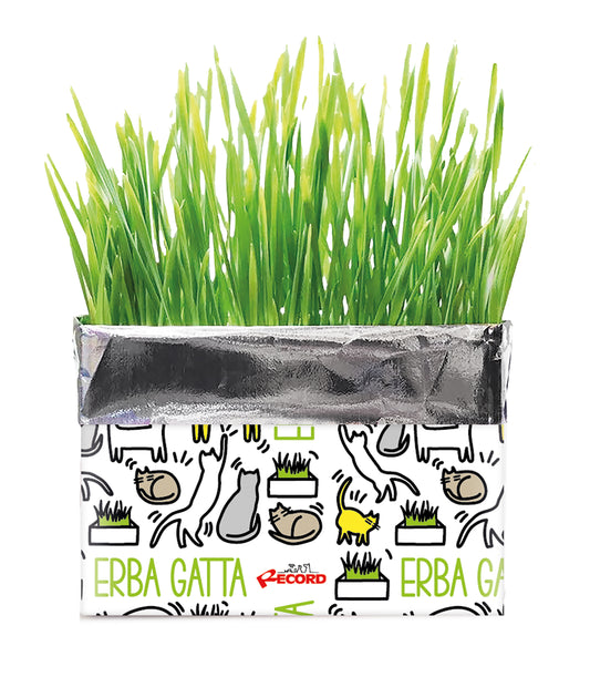 Cura del gatto