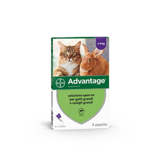 collare antiparassitario Advantage  per gattiCura del gatto